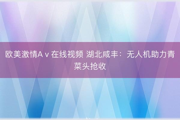 欧美激情Aⅴ在线视频 湖北咸丰：无人机助力青菜头抢收